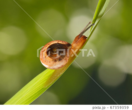 Snail on grass 67359359
