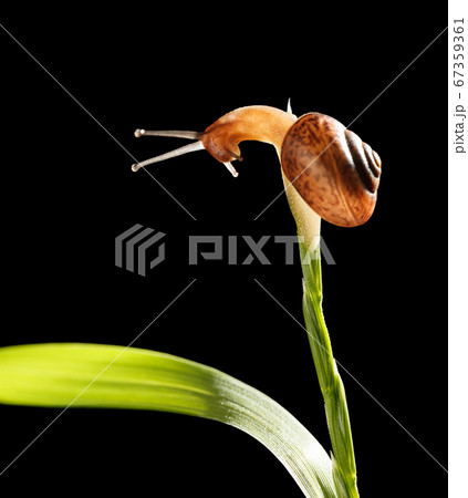Snail looks down from grass top Snail looks down from grass top 67359361