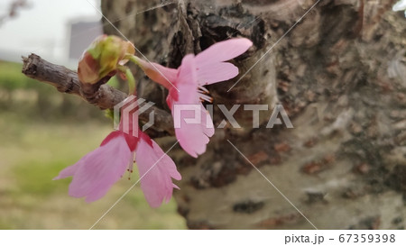 桜 ピンク 屋外 67359398