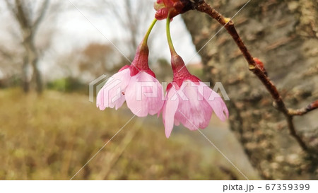 桜 花 春 67359399