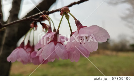 桜 花 春 67359400