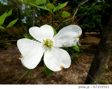 ハナミズキ 白い花水木 一輪の写真素材