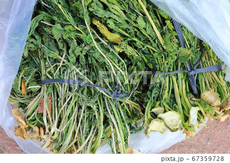 野菜 済州 済州島 67359728