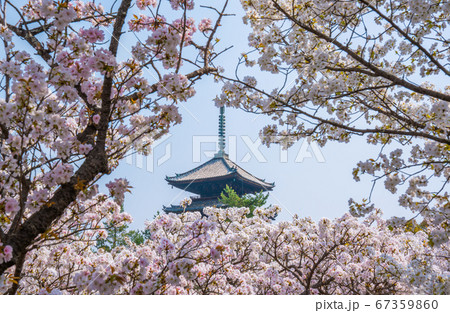 京都　仁和寺の桜 67359860