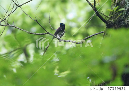 枝に止まるサンコウチョウの雄 枝に止まるサンコウチョウの雄 67359921