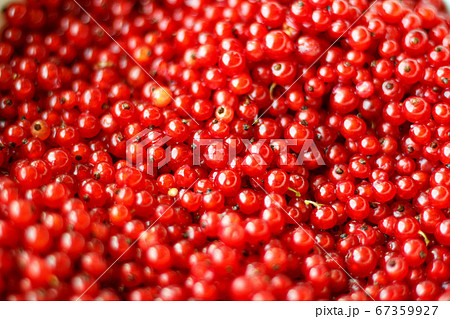 Red currant berries as a beautiful natural background. 67359927