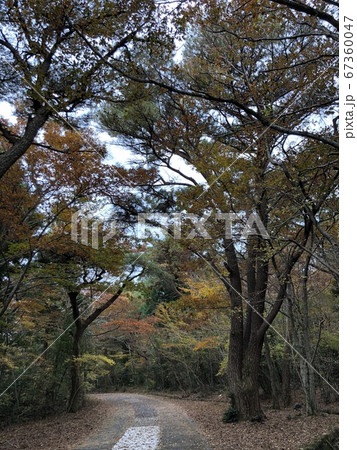 公園 風景 木 67360047