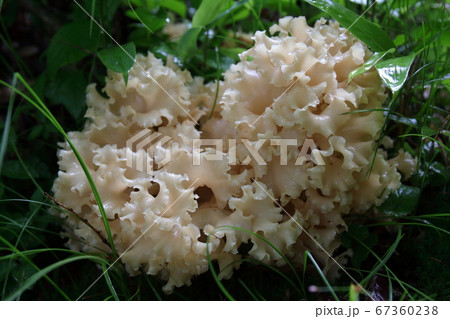 ハナビラタケ 67360238