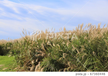 ひたち海浜公園のすすきと青空 67360446
