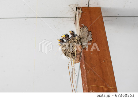 燕の子供 燕の子供 67360553