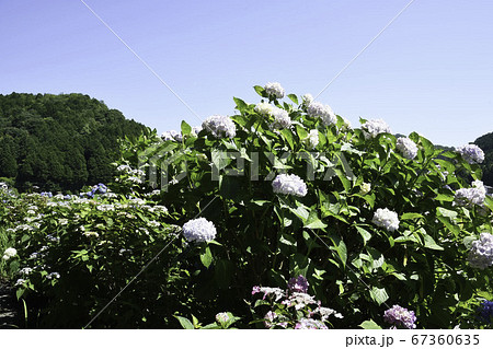 アジサイの小道「清楚な散歩道」4/4 67360635