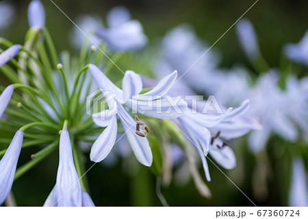 アガパンサス マクロ撮影 アガパンサス マクロ撮影 67360724