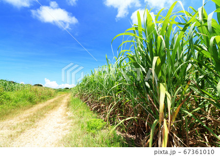 青い空と沖縄サトウキビ畑と農道の写真素材