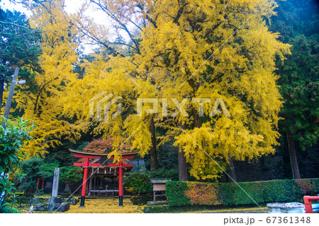 岩戸落葉神社　銀杏 67361348