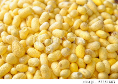 Thai Silk and Cocoon Thai Silk and Cocoon 67361663