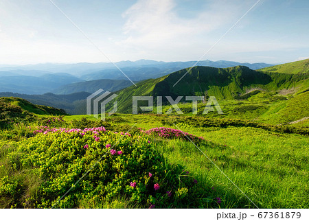 Mountains landscape in summer time. Blossoming mountain alpine meadows. Mountains landscape in summer time. Blossoming mountain alpine meadows. 67361879