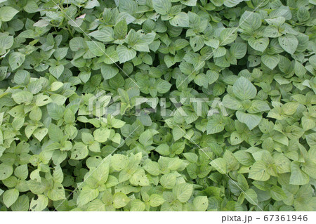 荏胡麻畑 67361946