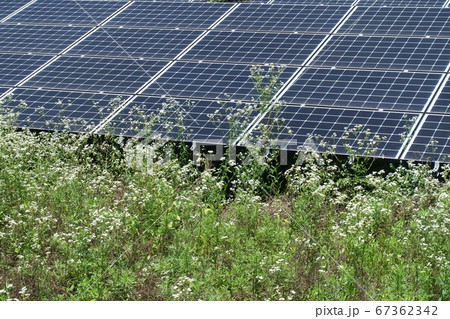 雑草の影響を受けた太陽光発電所 67362342