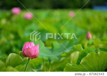 上野公園 不忍池 ハスの花 67362343