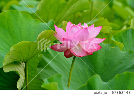 上野公園 不忍池 ハスの花 上野公園 不忍池 ハスの花 67362448
