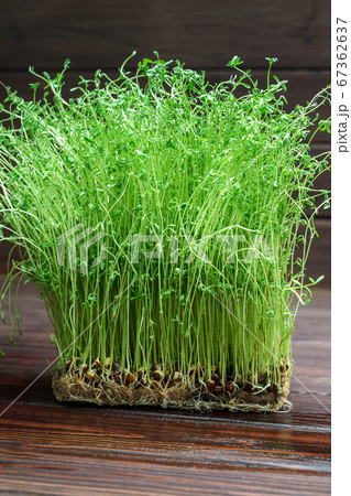Clover sprouts on wood table background. Sprouted vegetable seeds for raw diet food, micro green healthy eating concept. Clover sprouts on wood table background. Sprouted vegetable seeds for raw diet food, micro green healthy eating concept. 67362637