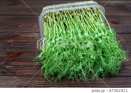 Microgreen pea sprouts on wooden table. Vegan and healthy eating concept. Growing sprouts 67362821