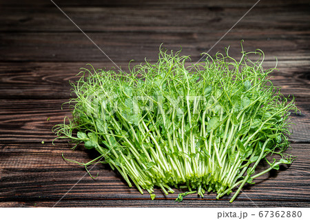 Cutted microgreen pea sprouts on old wooden table. Vegan and healthy eating concept. Growing sprouts 67362880