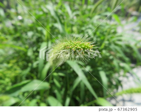 草むらにある猫じゃらしの花の穂の写真素材