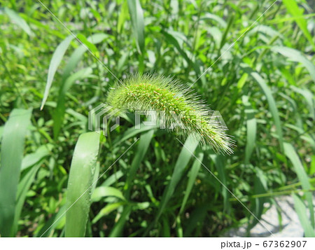 草むらにある猫じゃらしの花の穂の写真素材