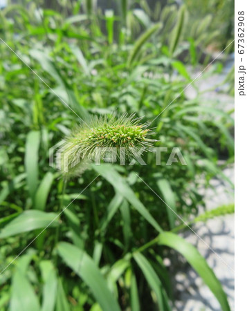 草むらにある猫じゃらしの花の穂 67362908