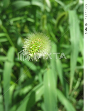 草むらにある猫じゃらしの花の穂 67362909