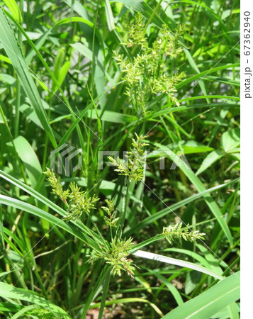 草むらのなかのカヤツリグサ 67362940