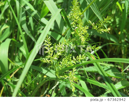 草むらのなかのカヤツリグサ 草むらのなかのカヤツリグサ 67362942