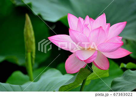 上野公園 不忍池 ハスの花の写真素材