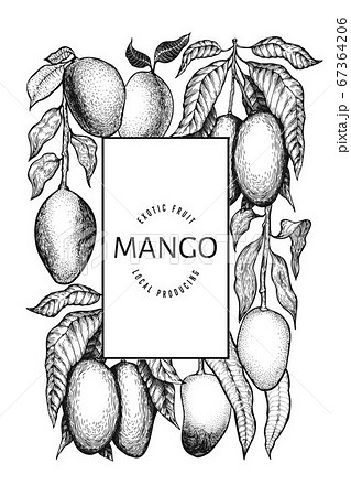 Mango Design Template Hand Drawn Vector Tropicのイラスト素材