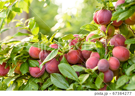 Beautiful ripe red plum fruits on a tree branch 67364277