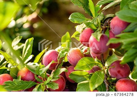Beautiful ripe red plum fruits on a tree branch Beautiful ripe red plum fruits on a tree branch 67364278