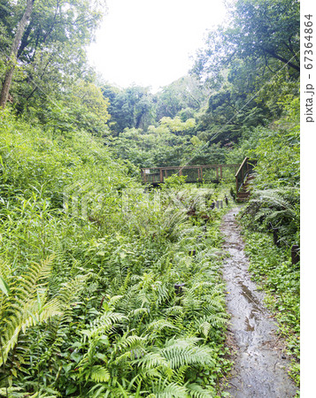 関東随一の湿地の小網代の森(梅雨) 関東随一の湿地の小網代の森(梅雨) 67364864