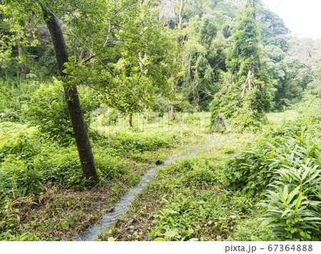 関東随一の湿地の小網代の森（梅雨） 67364888