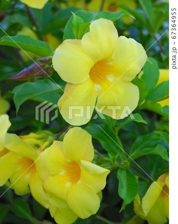 アラマンダ 67364955