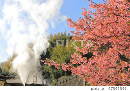 【静岡県】峰温泉の大噴湯と満開の河津桜 67365341