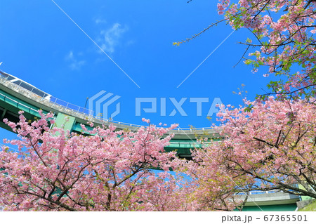 【静岡県】河津七滝ループ橋と満開の河津桜 67365501