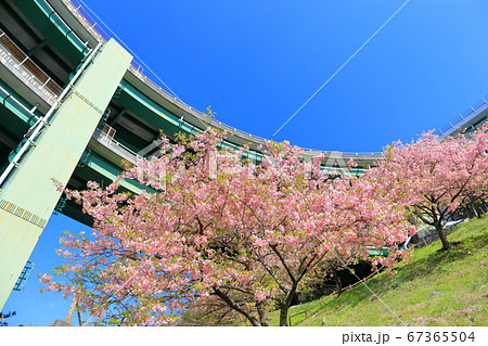【静岡県】河津七滝ループ橋と満開の河津桜 67365504