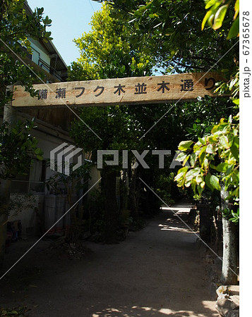 備瀬のフクギ並木通り 67365678