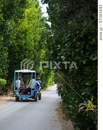 備瀬のフクギ並木通り 67365682