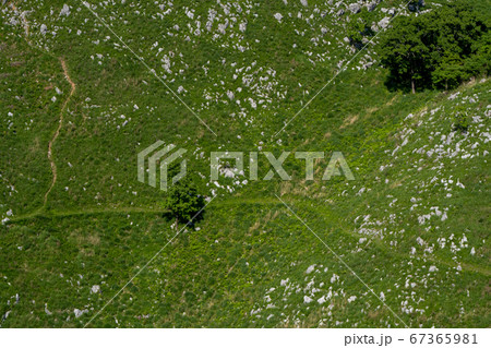 秋吉台のカルスト台地 秋吉台のカルスト台地 67365981