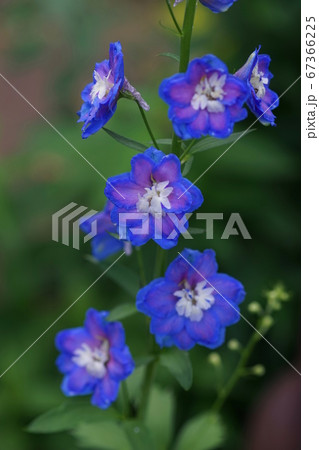 7月　多摩76デルフィニウム･キンポウゲ科･多摩グリーンライブセンター 67366225