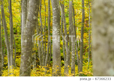 黄葉のブナの森 67366233