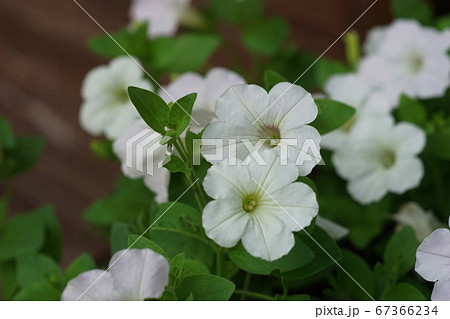 7月　多摩69ペチュニア･ナス科･多摩グリーンライブセンター 67366234