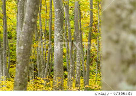 黄葉のブナの森 67366235